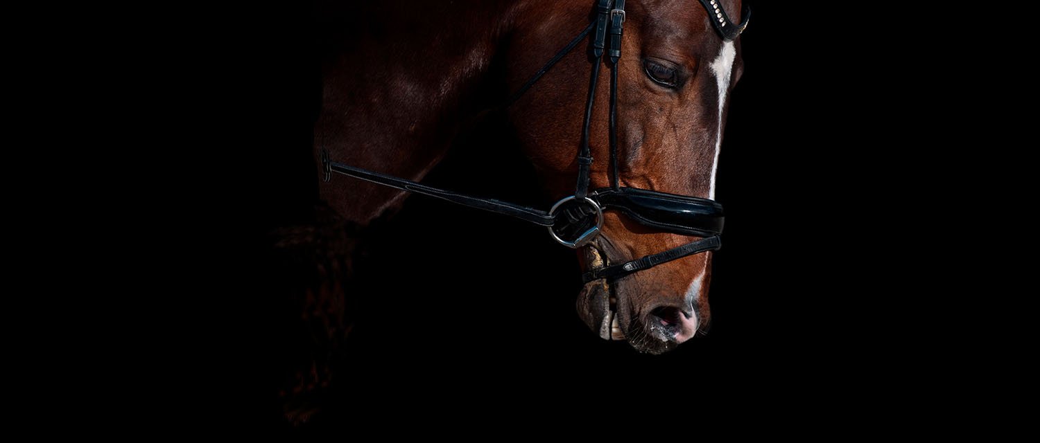 seguro para caballos