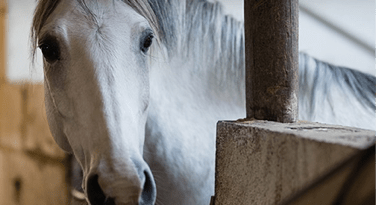 seguro para caballos