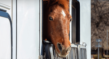 seguro para caballos