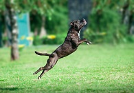 American PitBull Terrier