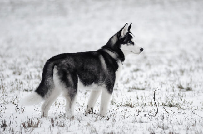 Cachorro en la nieve