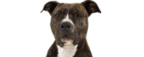 Raza de American Staffordshire Terrier considerada peligrosa
