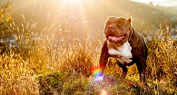 American Bully 