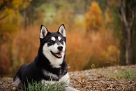 Husky Siberiano 