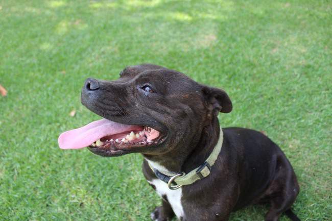 staffordshire bull terrier
